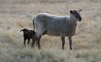 Lara's photo of camping with pets at Lane Creek Reserve near Central Point, OR