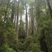 Review photo of Elk Prairie Campground — Prairie Creek Redwoods State Park by Ally S., July 26, 2016