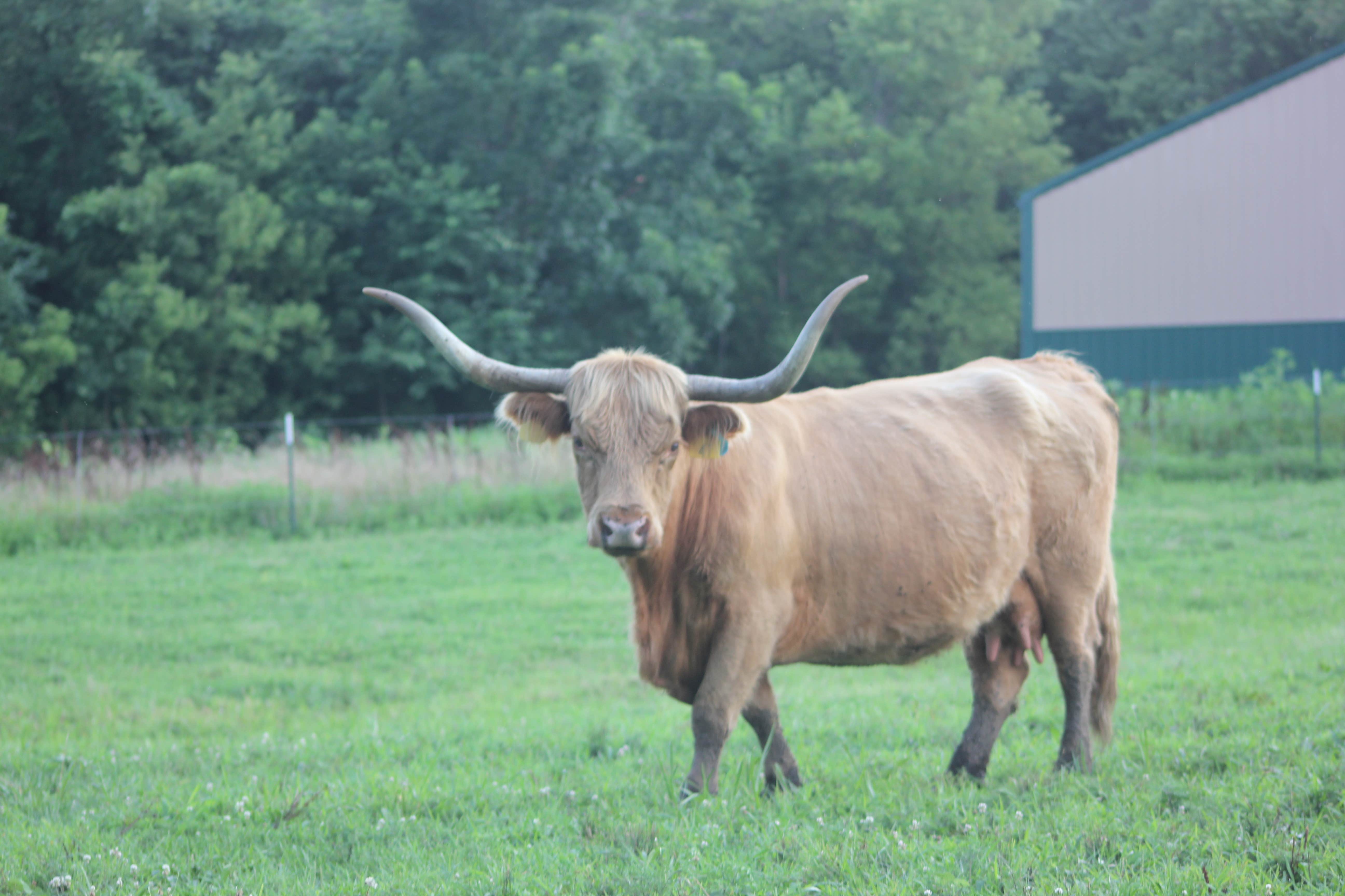 Camper-submitted photo at Fangthorn Forest Campground near Garden City, MO