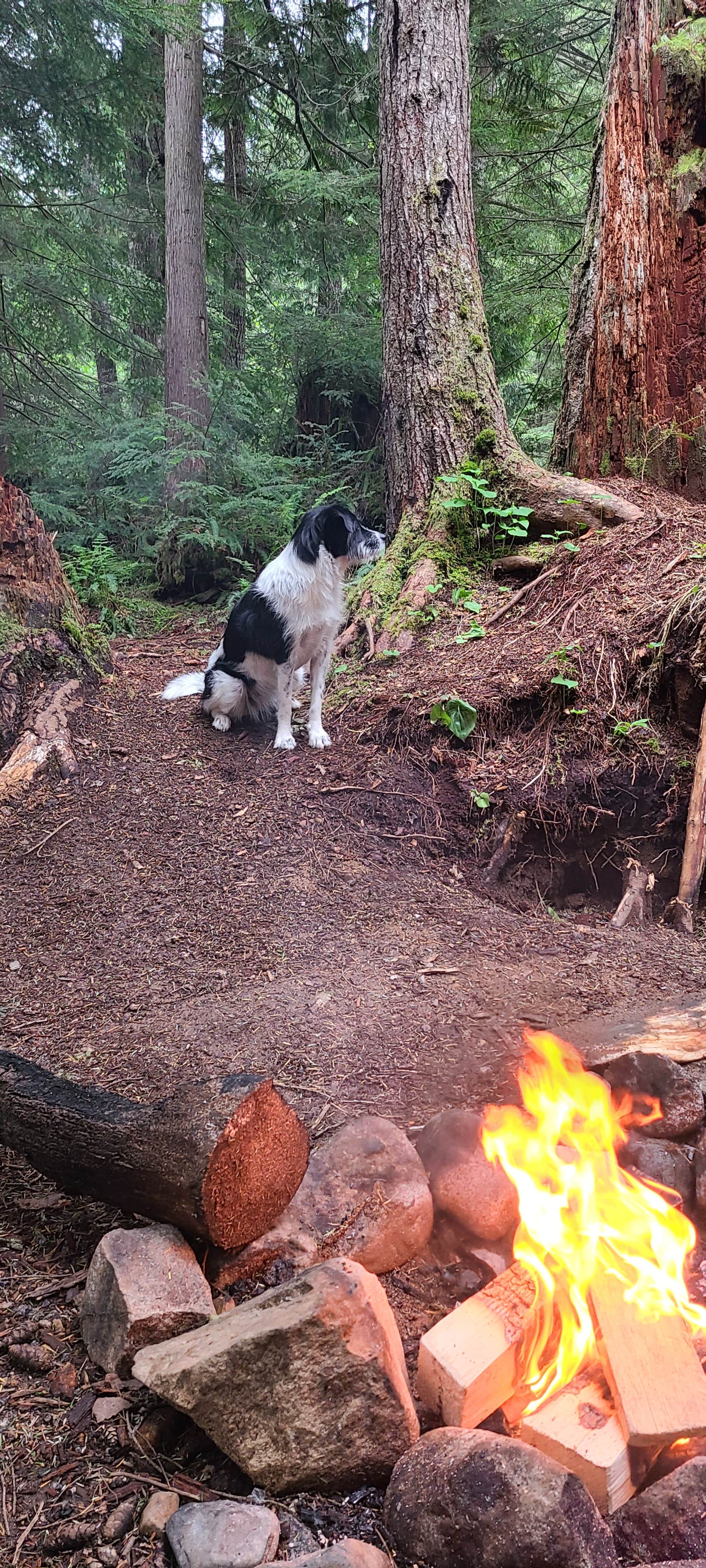Camper-submitted photo at South Fork Snoqualmie River Dispersed Site near Greenwater, WA