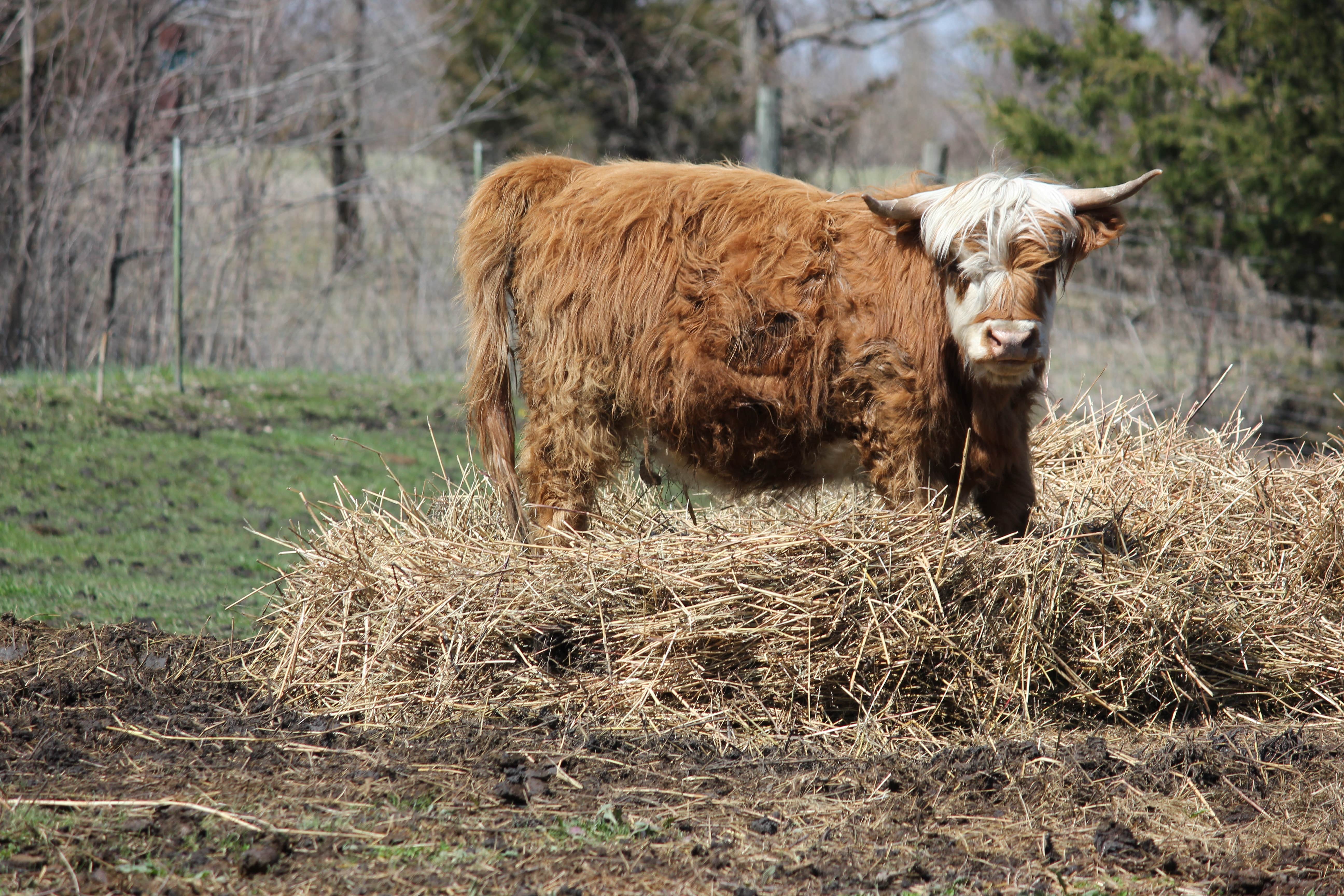 Camper-submitted photo at Fangthorn Forest Campground near Garden City, MO