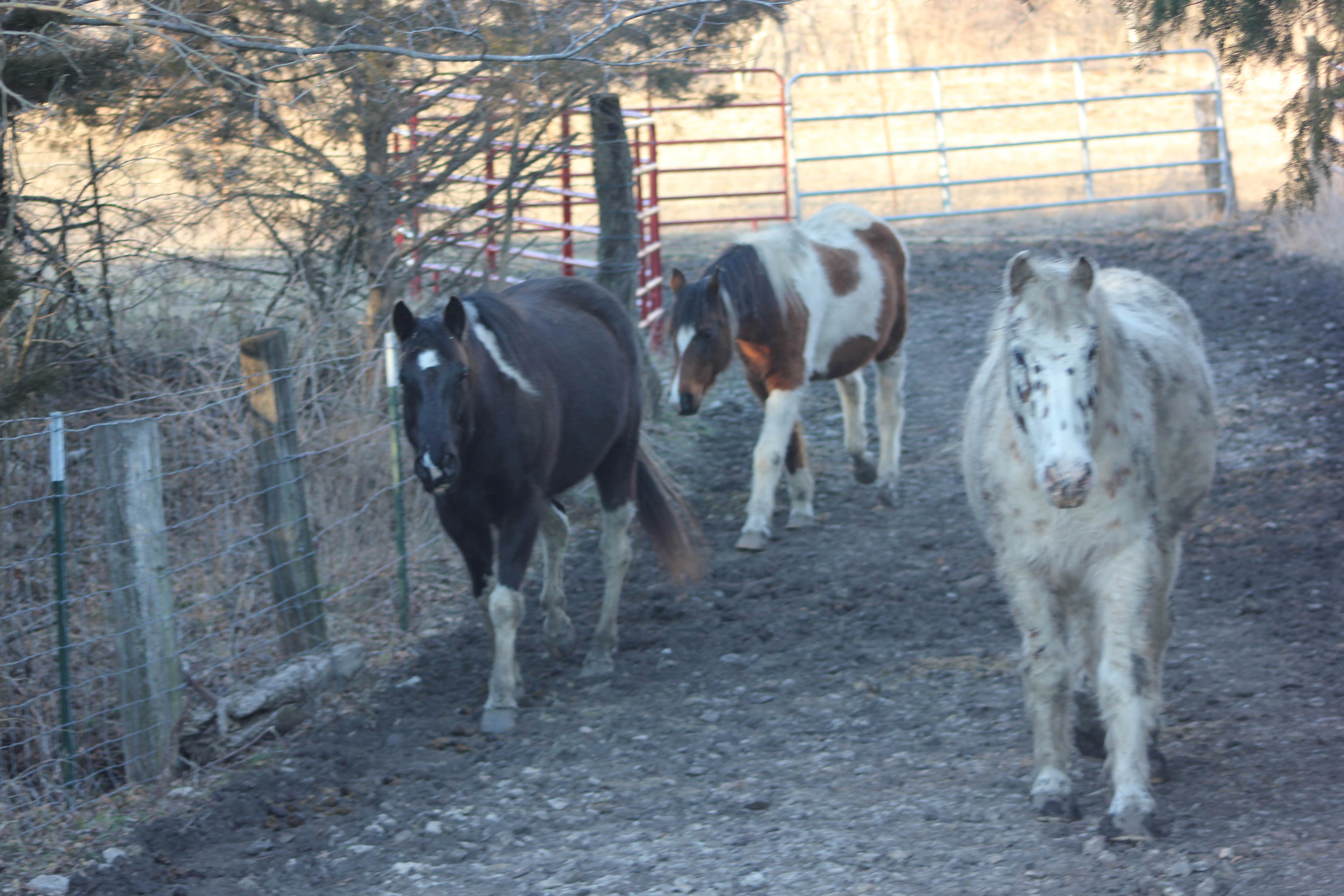 Camper-submitted photo at Fangthorn Forest Campground near Garden City, MO