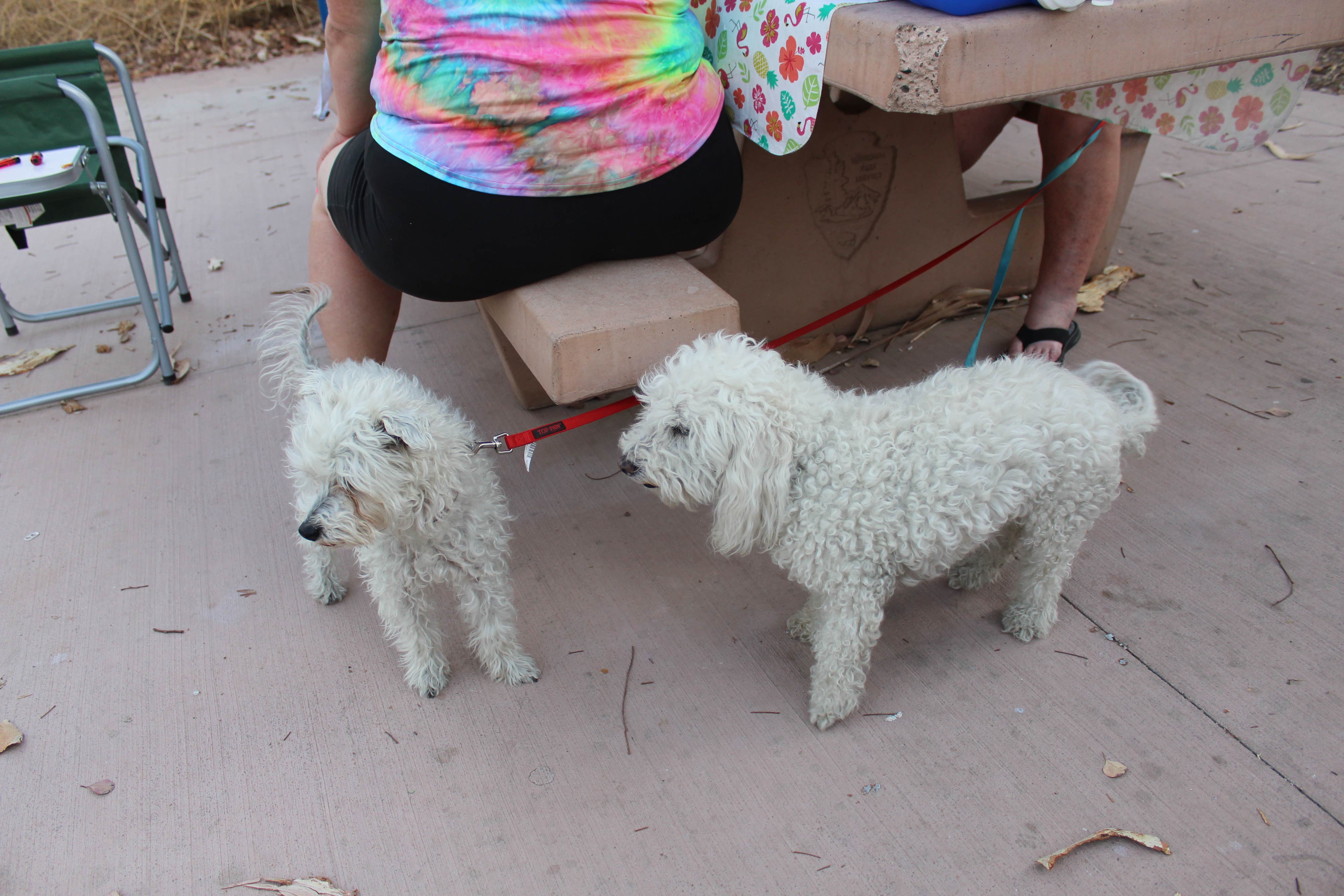 Les W.'s photo of camping with pets at Boulder Beach Campground — Lake Mead National Recreation Area in Arizona