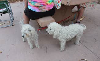 Les W.'s photo of camping with pets at Boulder Beach Campground — Lake Mead National Recreation Area near Temple Bar Marina, AZ