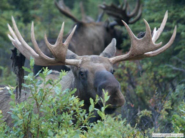 Camper-submitted photo at Denali Rainbow Village RV Park & Motel near Healy, AK
