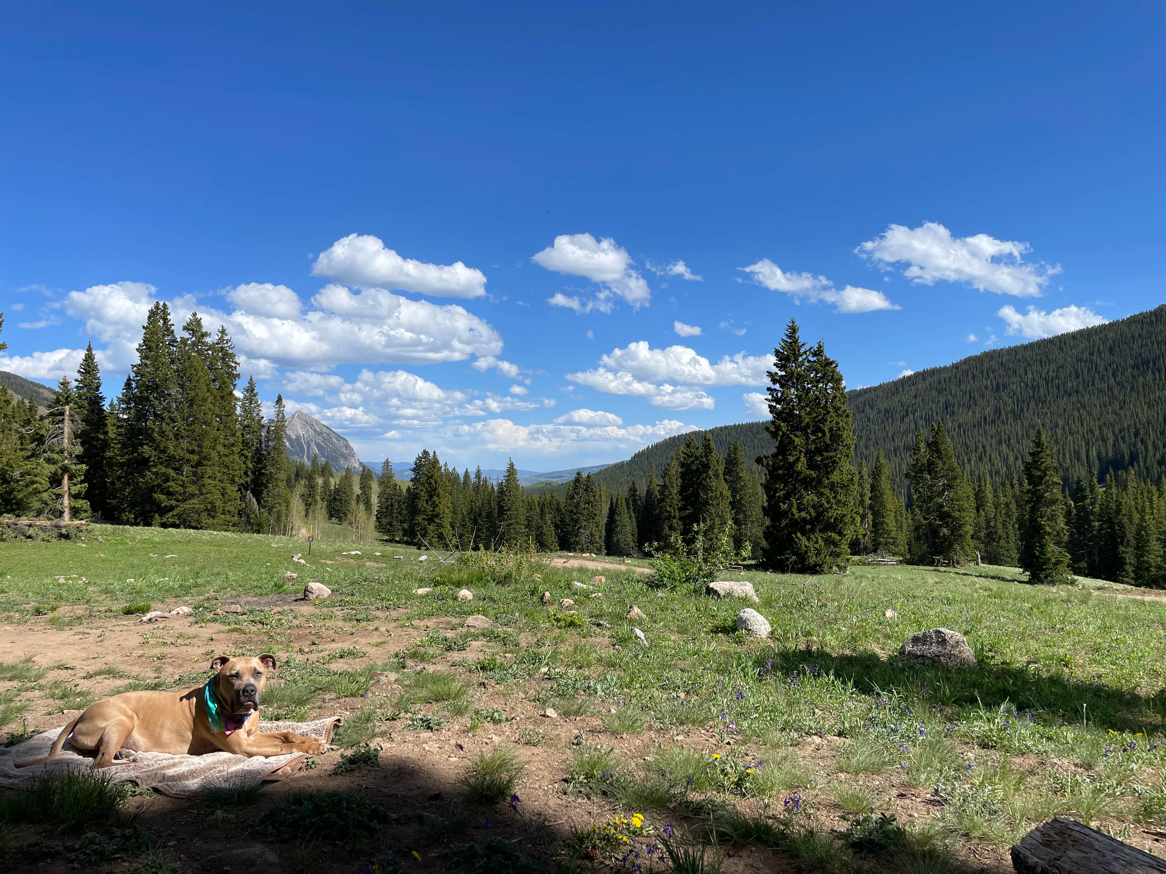 Brielle E.'s photo of camping with pets at Washington Gulch Dispersed Camping - PERMANENTLY CLOSED near Crested Butte, CO