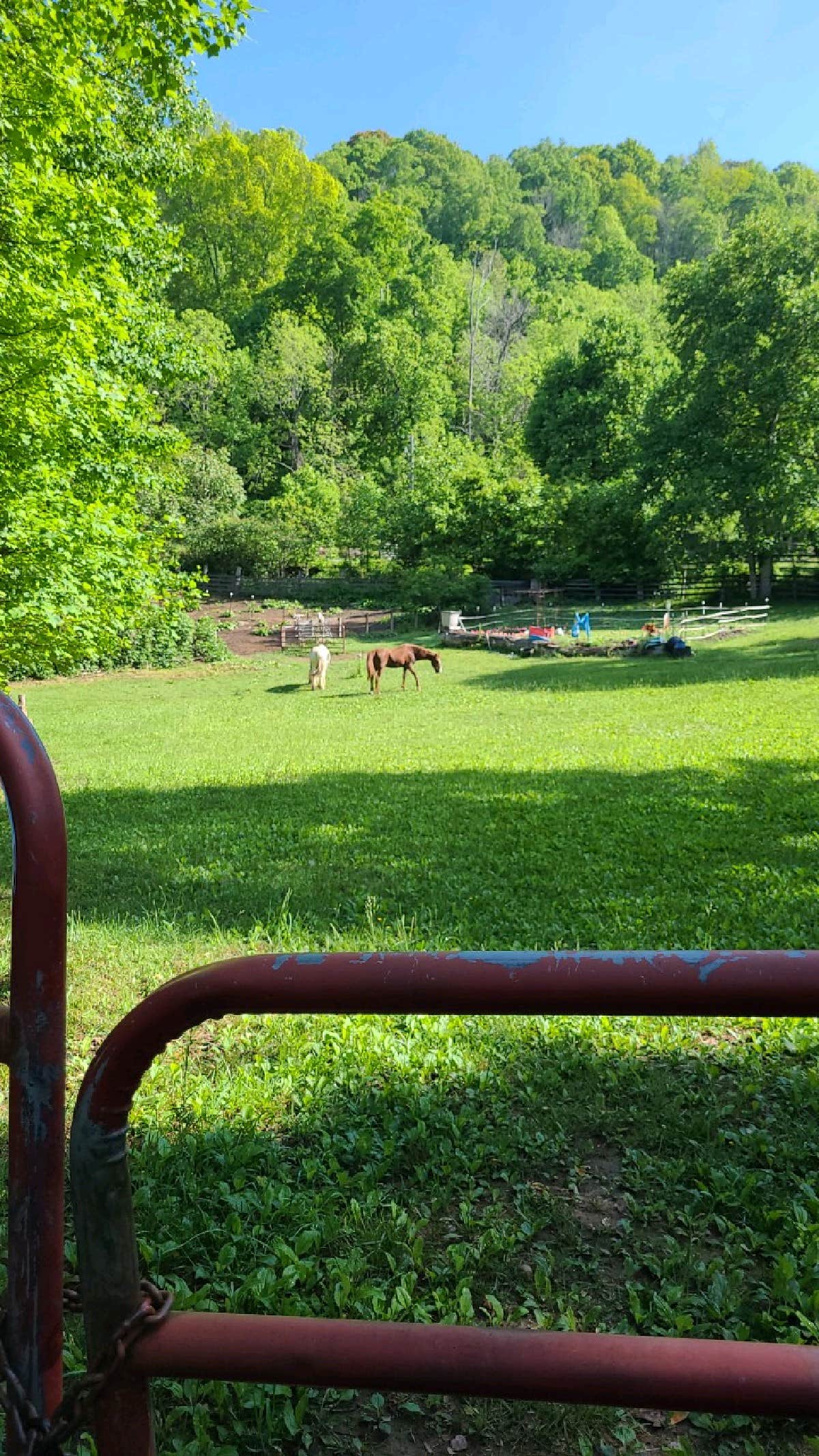 Camper-submitted photo at Paradise Ridge Permaculture near Gerton, NC