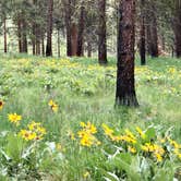 Review photo of Antilon Lake Campground by Christine R., June 9, 2022