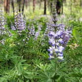 Review photo of Antilon Lake Campground by Christine R., June 9, 2022