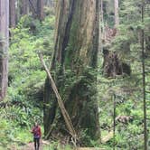 Review photo of Elk Prairie Campground — Prairie Creek Redwoods State Park by Ally S., July 26, 2016