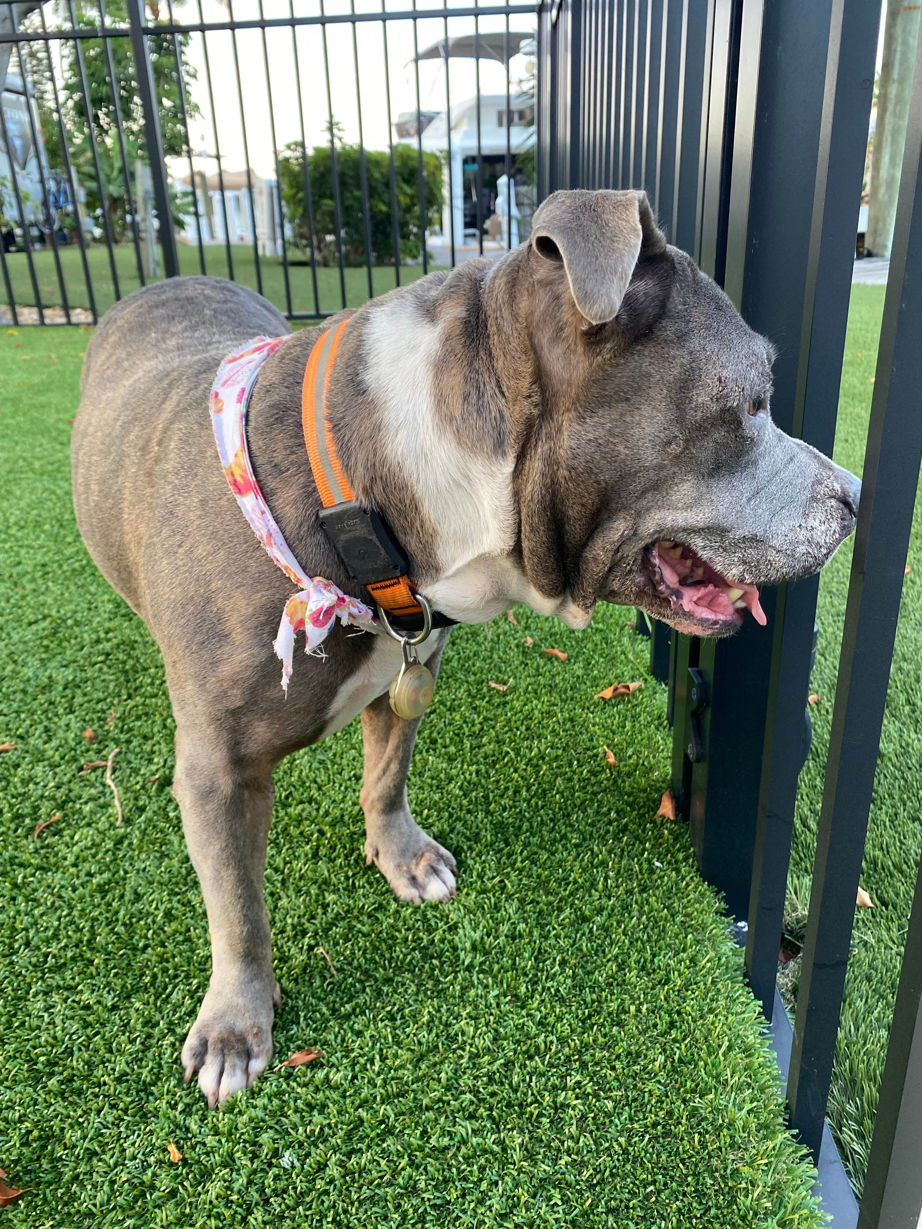Charles's photo of camping with pets at Yacht Haven Park & Marina near Palmetto Bay, FL