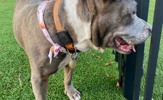 Charles's photo of camping with pets at Yacht Haven Park & Marina near Delray Beach, FL