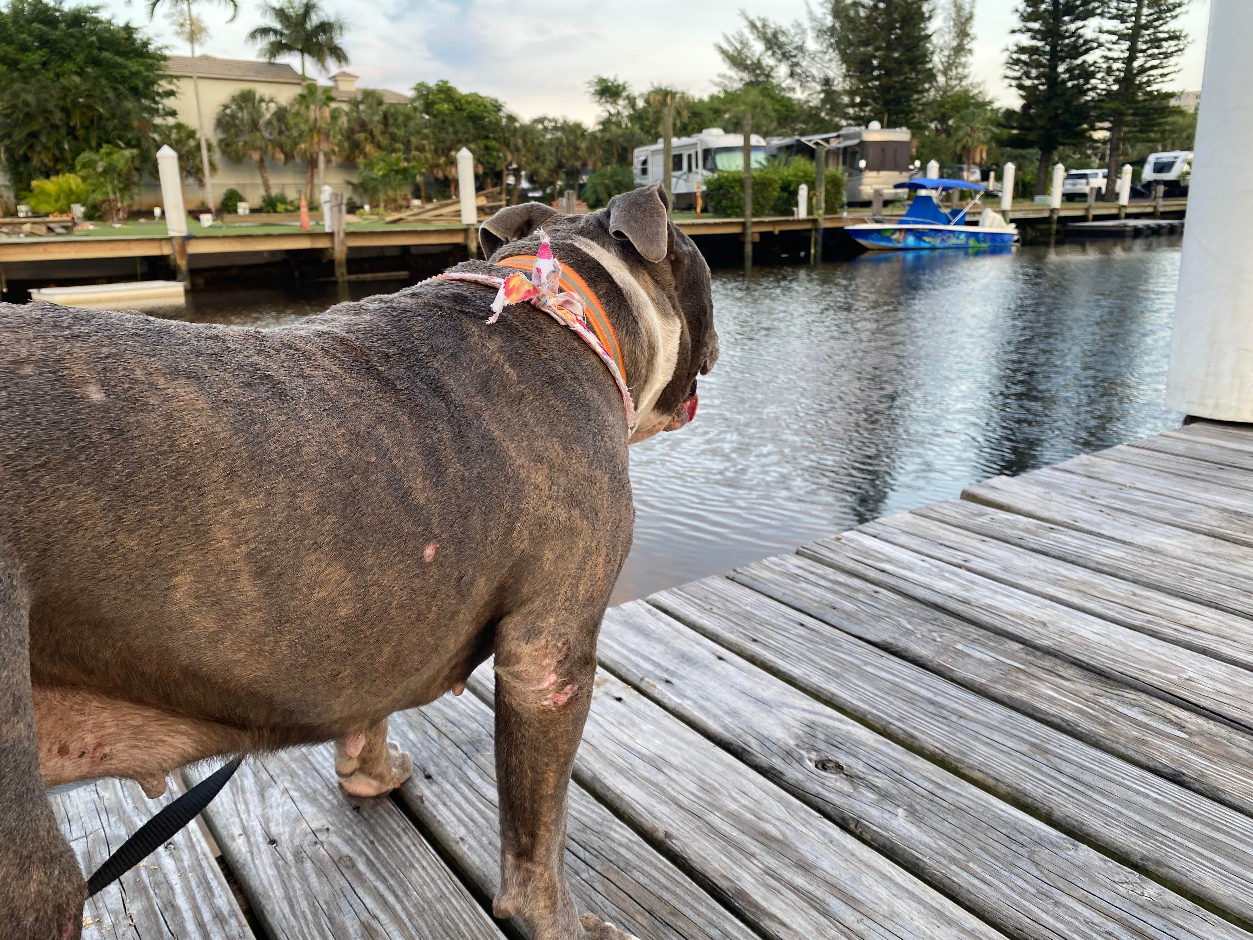 Charles's photo of camping with pets at Yacht Haven Park & Marina near Fort Lauderdale, FL