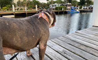Charles's photo of camping with pets at Yacht Haven Park & Marina near Miami Beach, FL