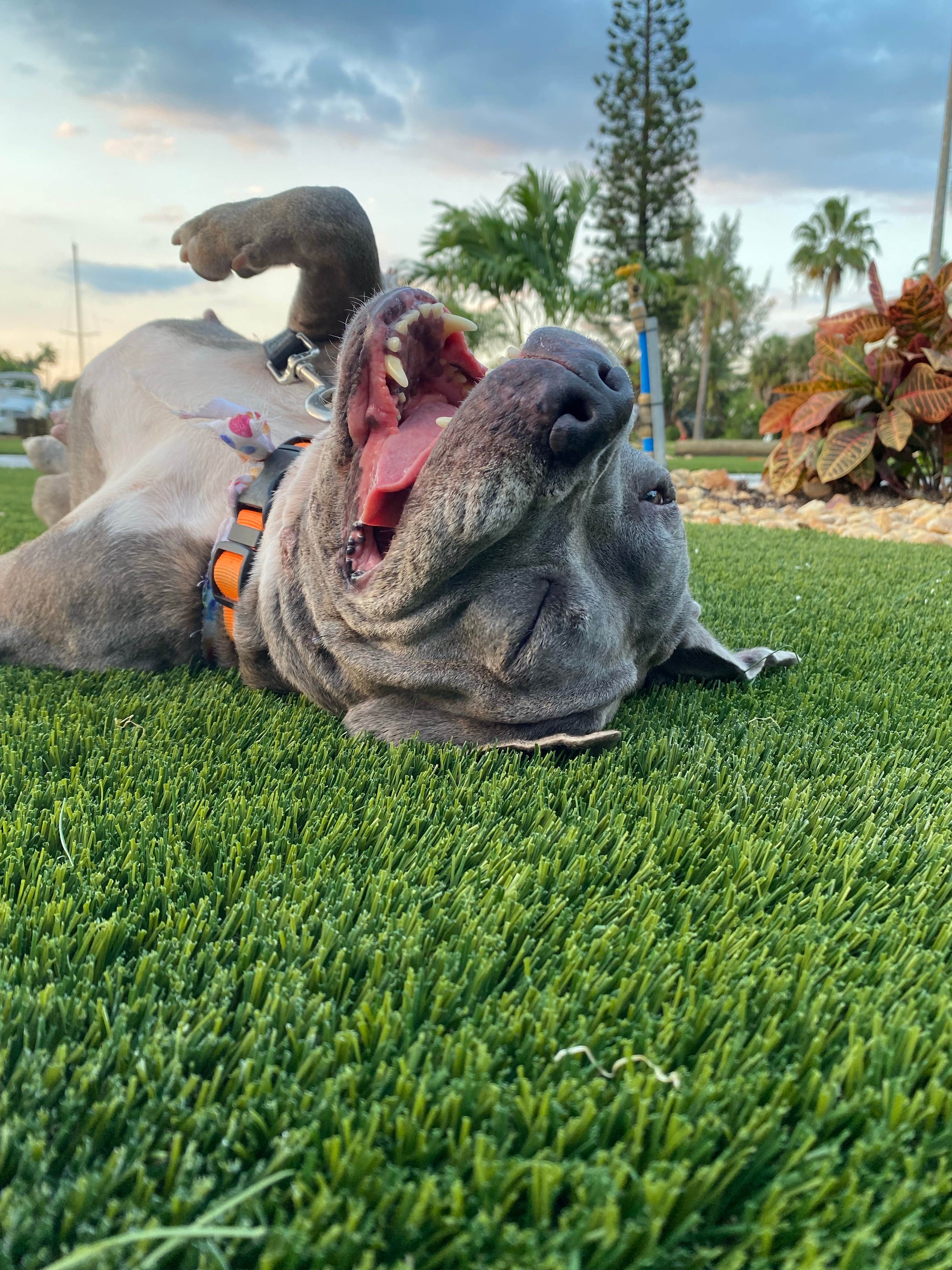 Charles's photo of camping with pets at Yacht Haven Park & Marina near Deerfield Beach, FL