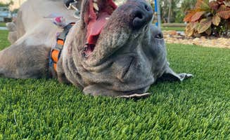 Charles's photo of camping with pets at Yacht Haven Park & Marina near Homestead, FL