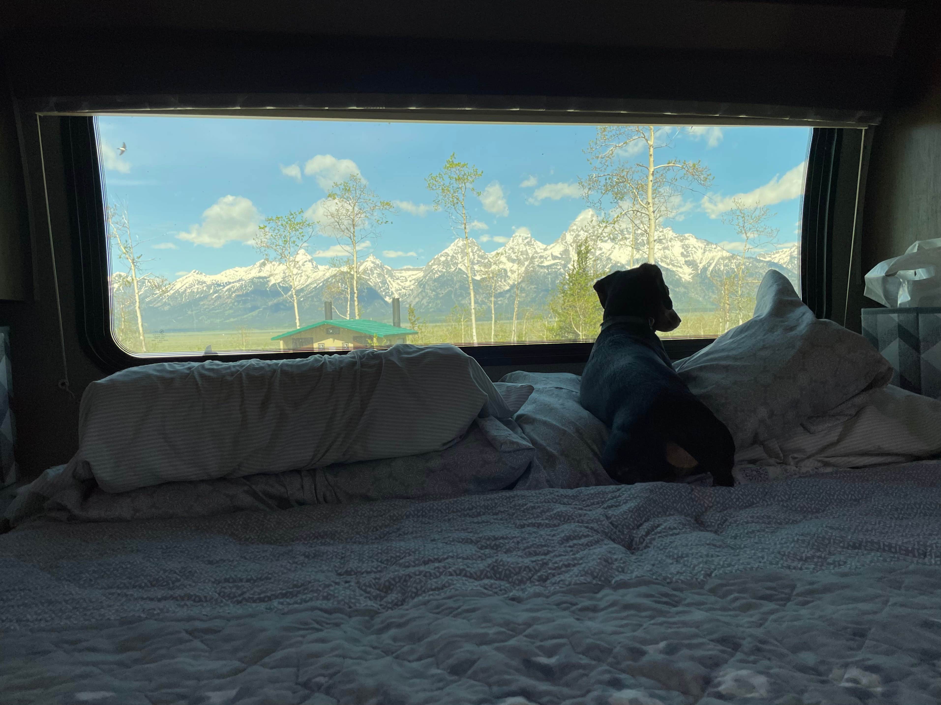 L W.'s photo of camping with pets at Shadow Mountain Dispersed Camping near Driggs, ID