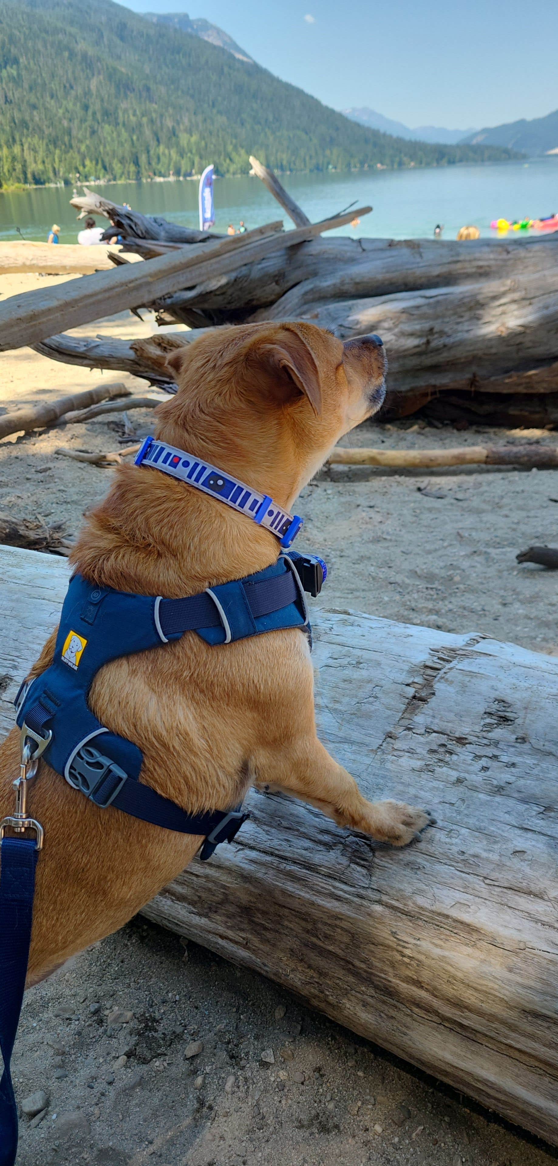 Jennifer D.'s photo of camping with pets at Lake Wenatchee State Park Campground in Washington