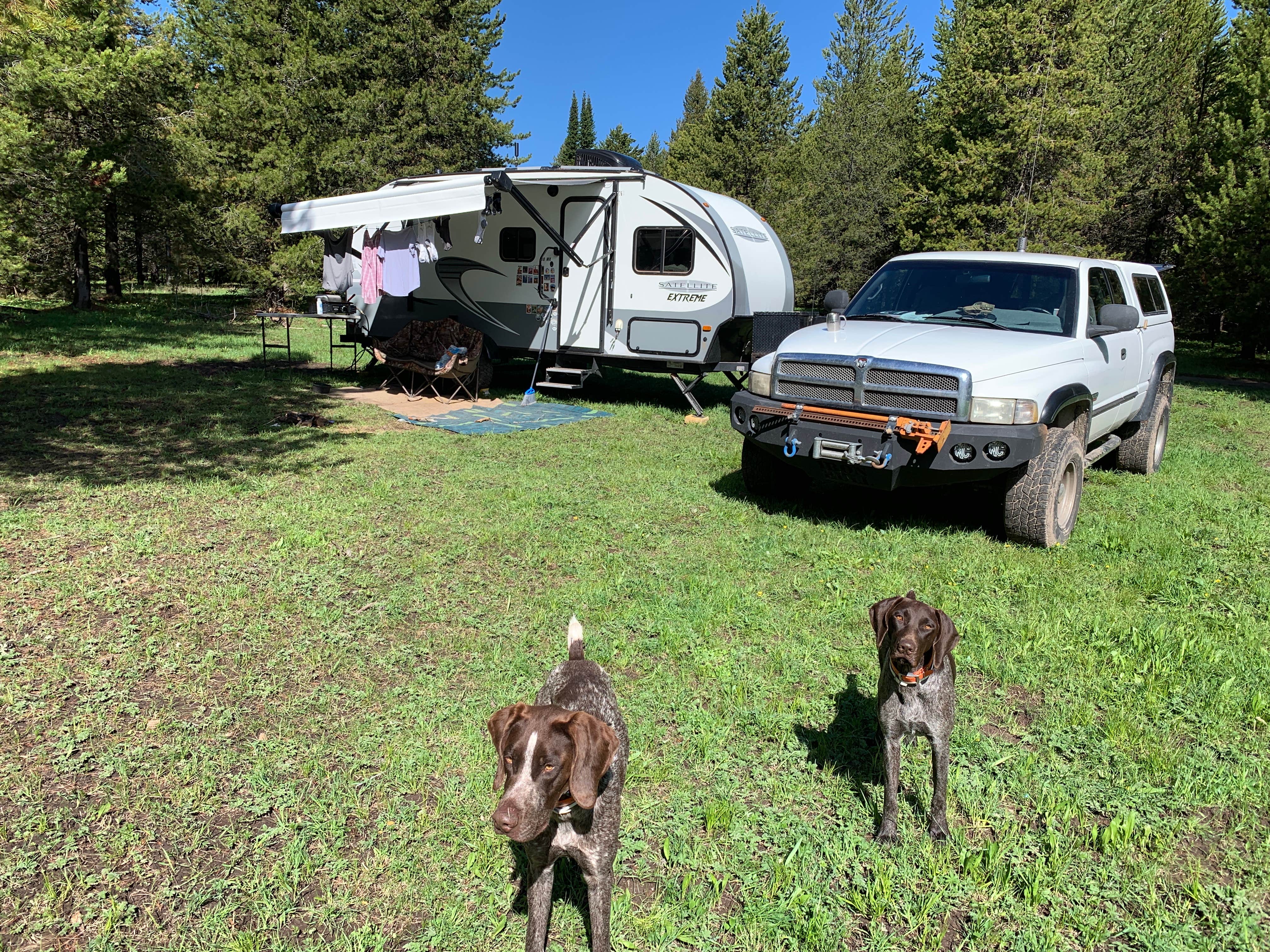 Greg R.'s photo of camping with pets at Bootjack Dispersed Camping near West Yellowstone, MT