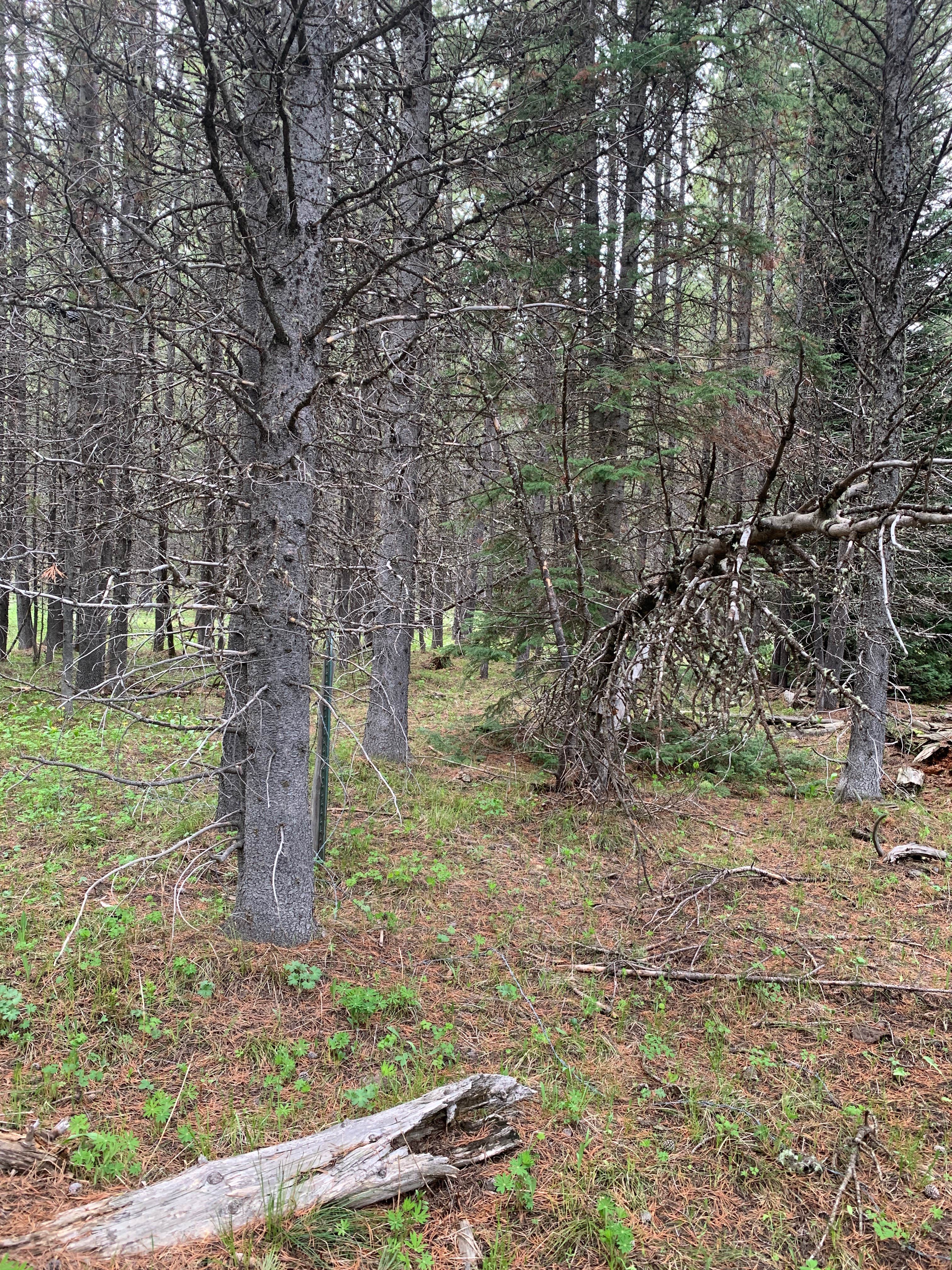 Camper-submitted photo at Bootjack Dispersed Camping near Island Park, ID