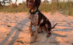 Zoe F.'s photo of camping with pets at Roaring Point Waterfront Campground near Broomes Island, MD