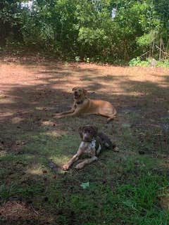 Camper-submitted photo at Roaring Point Waterfront Campground near Trappe, MD