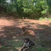 Review photo of Roaring Point Waterfront Campground by Zoe F., June 9, 2022