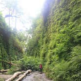Review photo of Elk Prairie Campground — Prairie Creek Redwoods State Park by Ally S., July 26, 2016