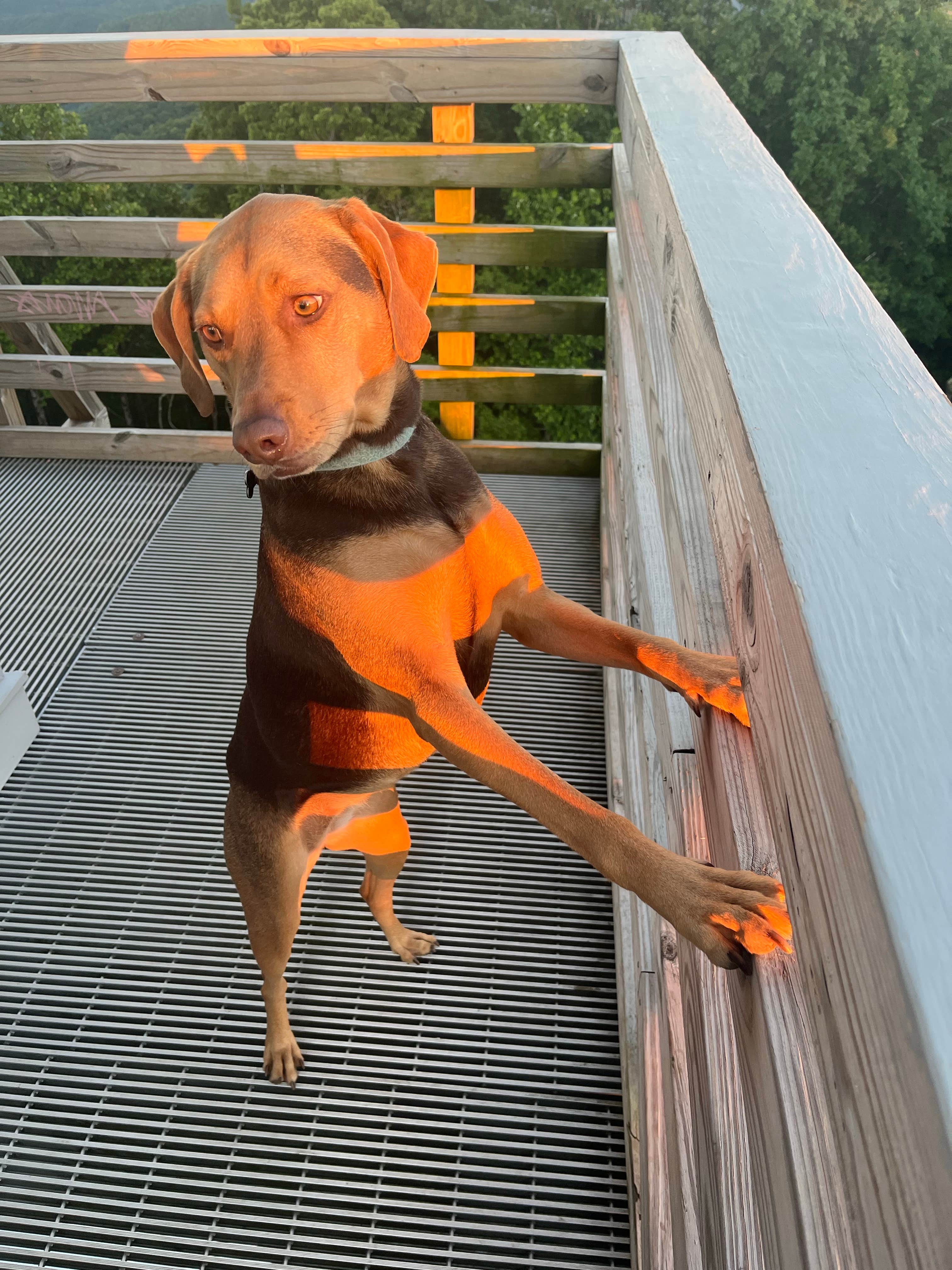 Camper-submitted photo at Rich Mountain near Cherokee National Forest