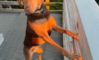 katie's photo of camping with pets at Rich Mountain near Cherokee National Forest