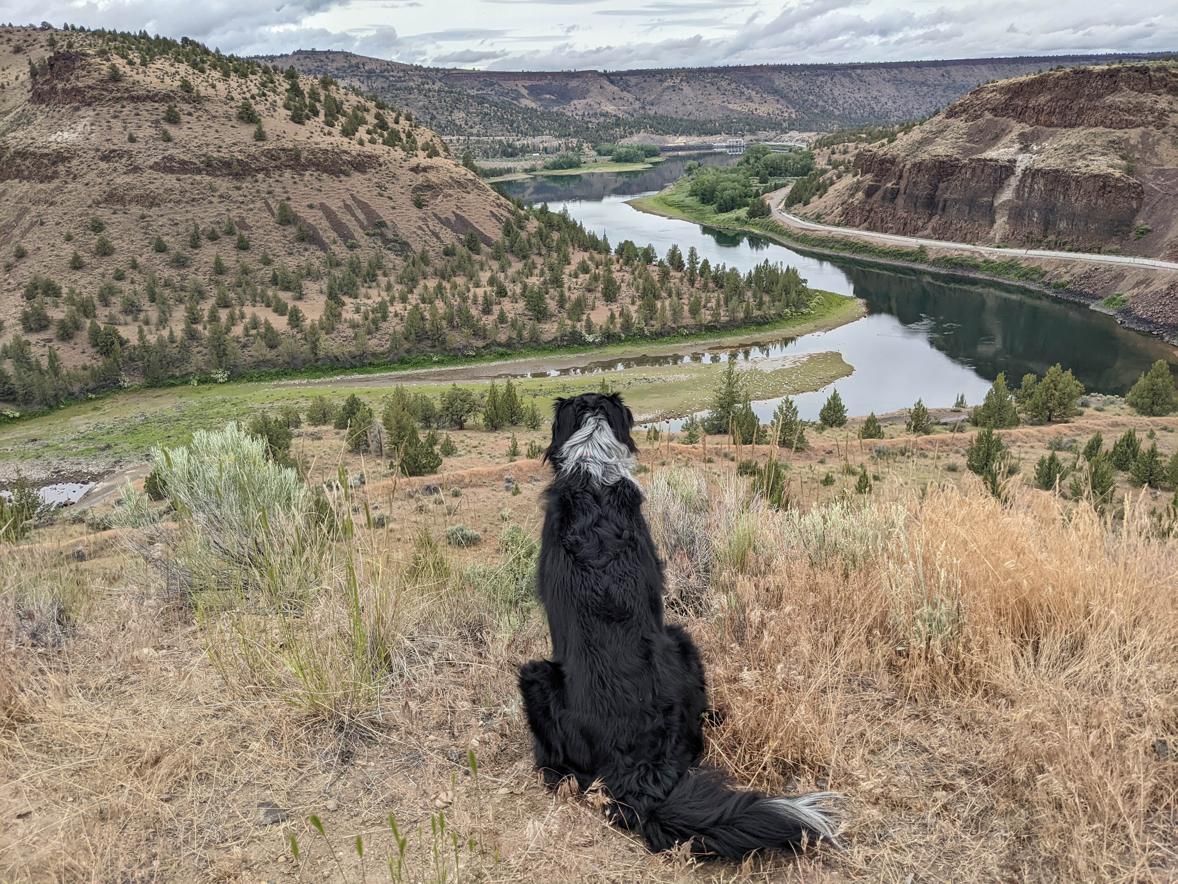 Camper submitted image from Deschutes River Overlook Dispersed Camping - 1