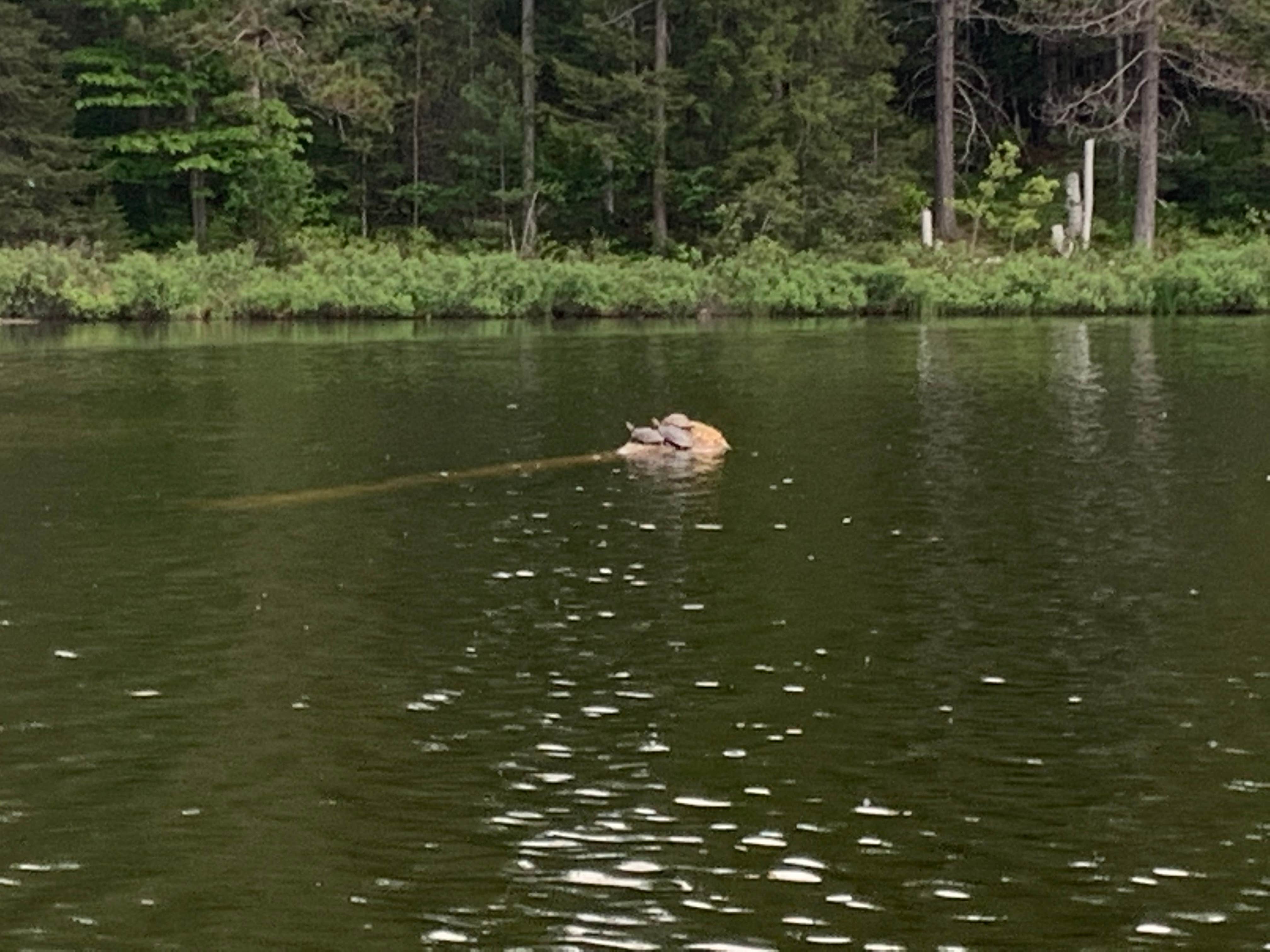 Camper-submitted photo at Hovey Lake Campsites near Trenary, MI