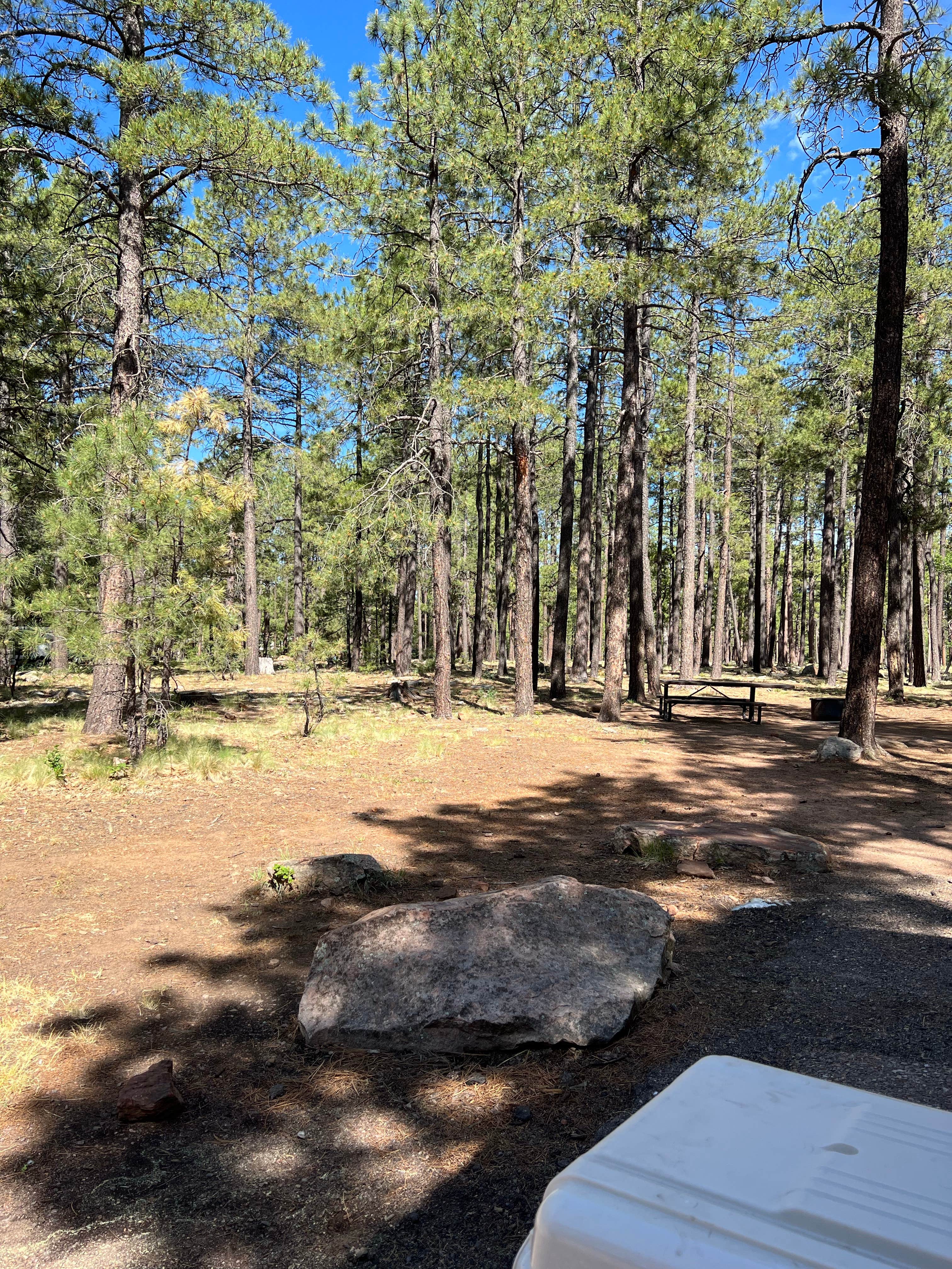 Camper-submitted photo at Aspen Campground near Alpine, AZ