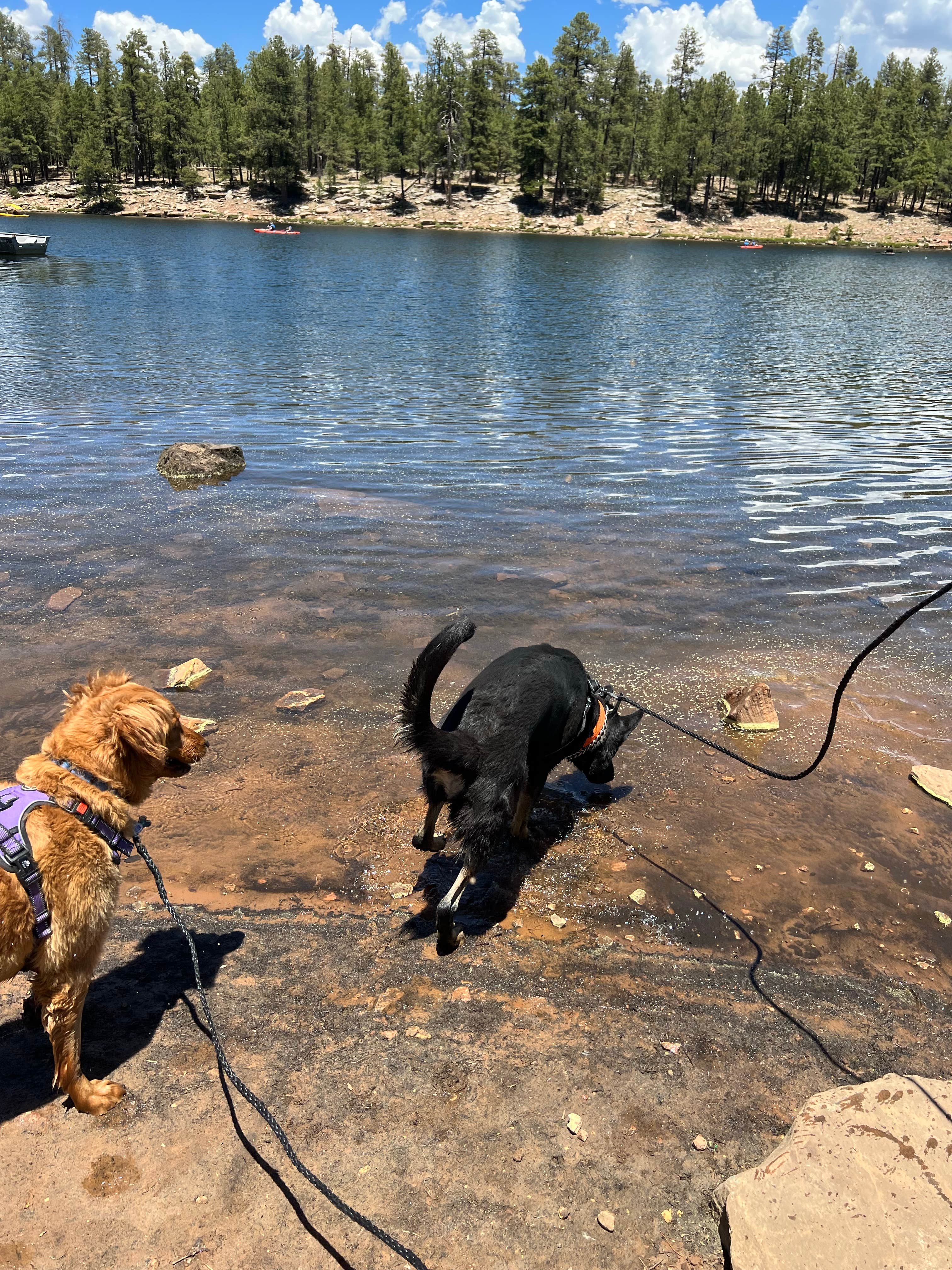 James C.'s photo of camping with pets at Aspen Campground near Apache-Sitgreaves National Forest