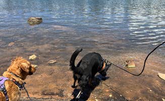 James C.'s photo of camping with pets at Aspen Campground near Alpine, AZ