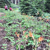 Review photo of Dorst Creek Campground — Sequoia National Park - TEMPORARILY CLOSED by Leslie M., July 15, 2018