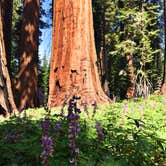 Review photo of Dorst Creek Campground — Sequoia National Park - TEMPORARILY CLOSED by Leslie M., July 15, 2018