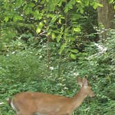 Review photo of Alum Creek State Park Campground by Timothy B., June 11, 2022