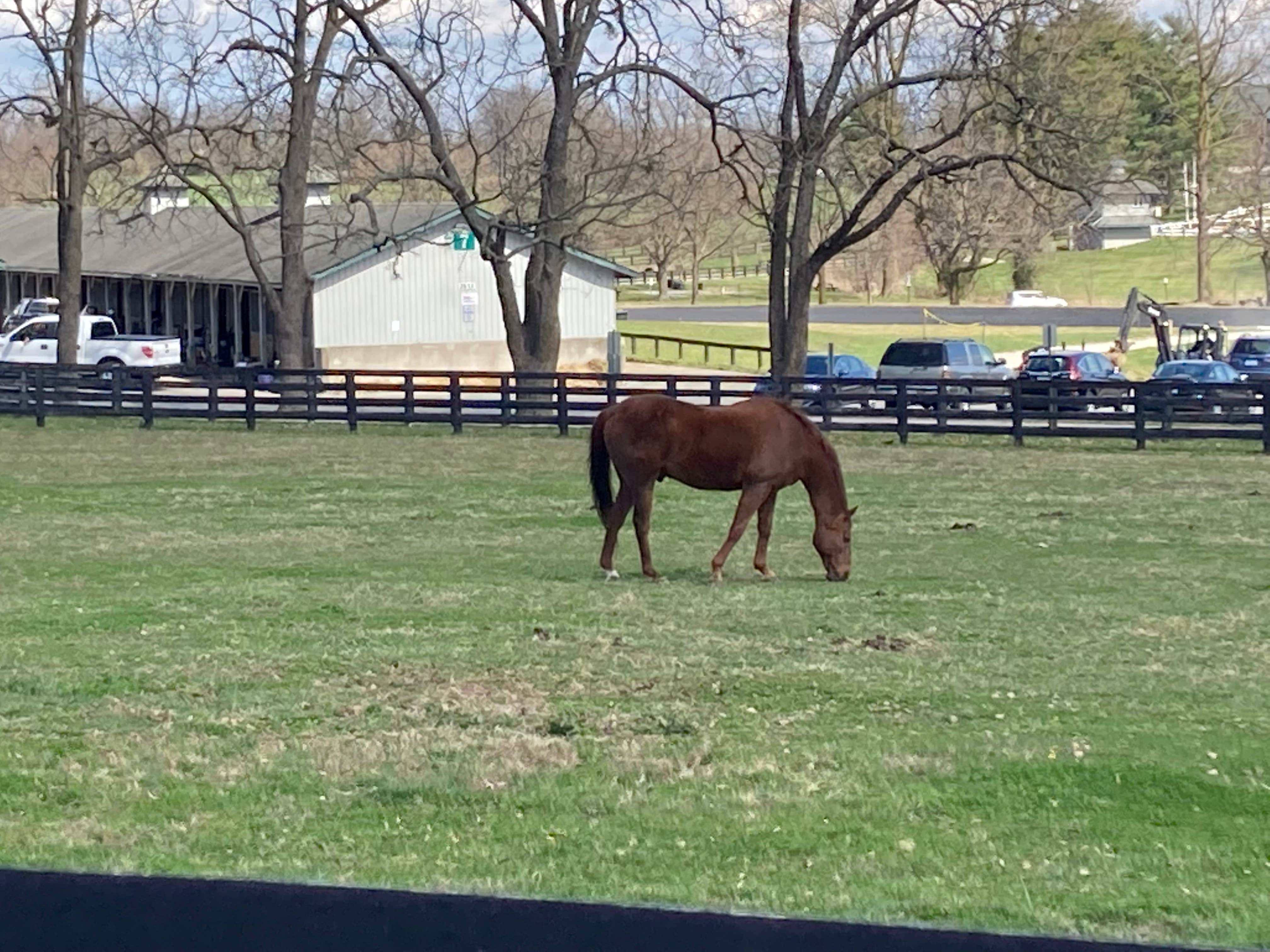 Bubby N.'s photo of camping with a horse at Kentucky Horse Park Campground near Stamping Ground, KY