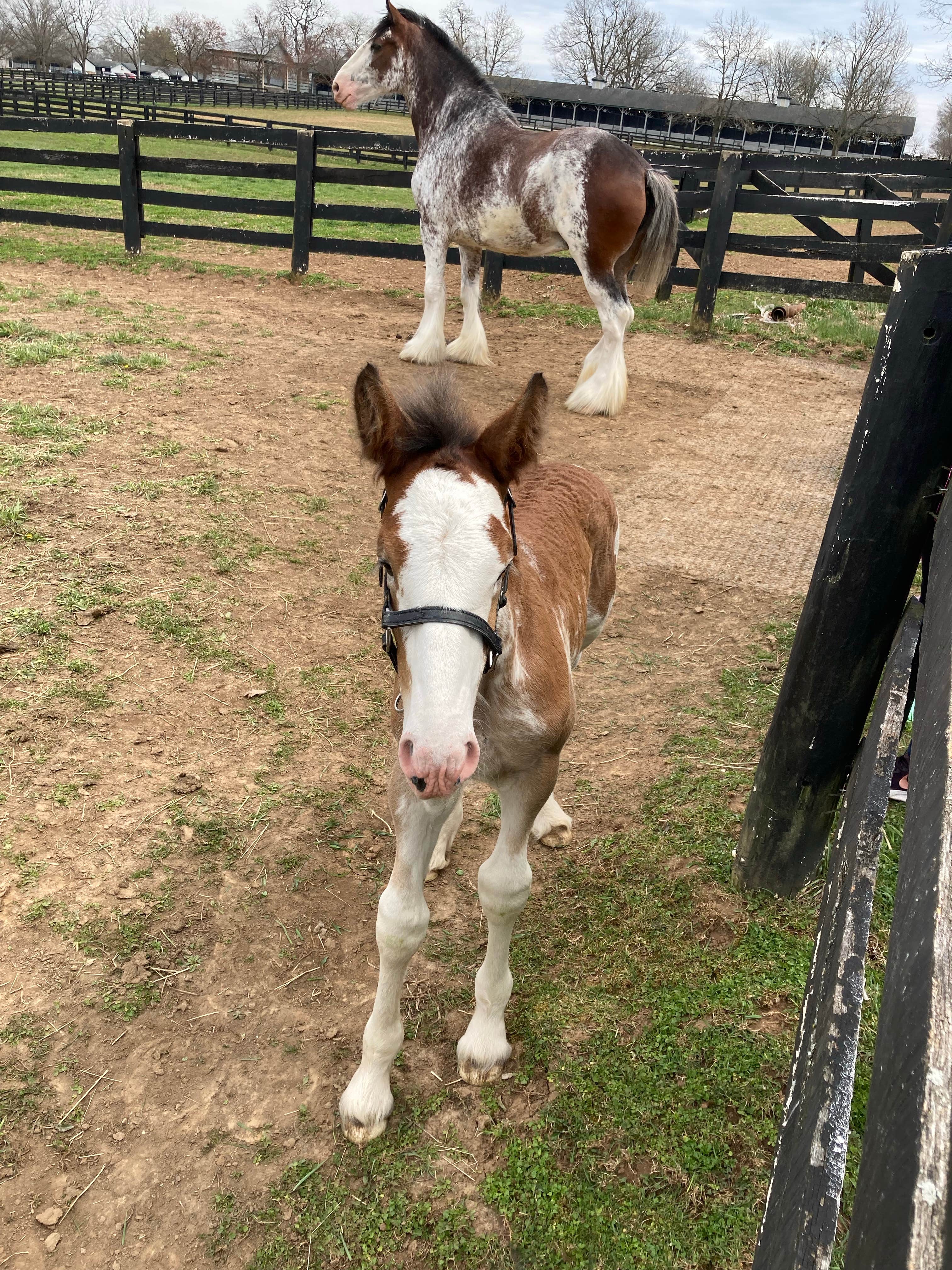 Bubby N.'s photo of camping with a horse at Kentucky Horse Park Campground in Kentucky