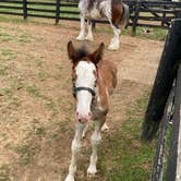 Review photo of Kentucky Horse Park Campground by Bubby N., June 11, 2022