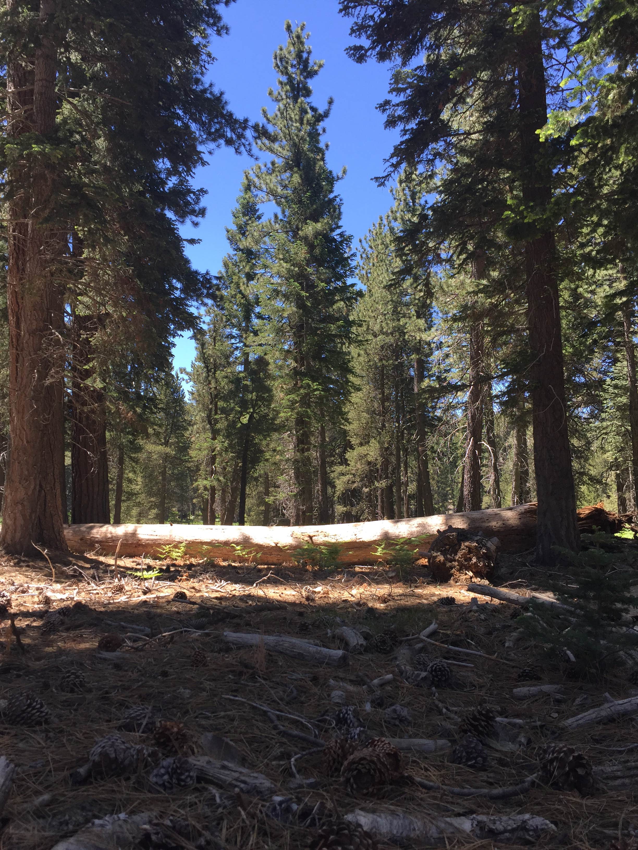 Camper-submitted photo at Military Park Miramar Marine Corps Air Station Big Bear Recreation Facility near Forest Falls, CA