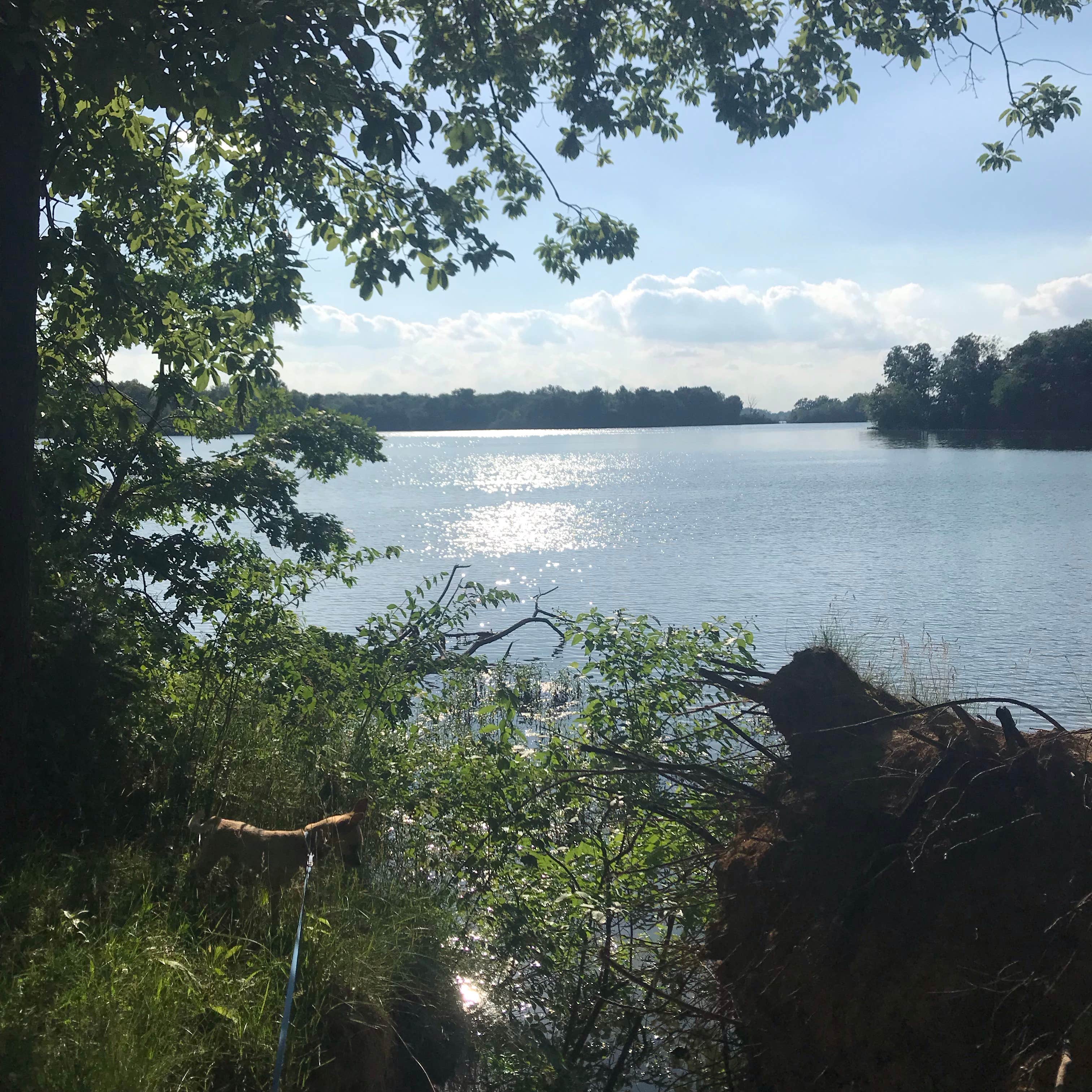 Camper submitted image from Sangchris Lake State Park Campground - 3