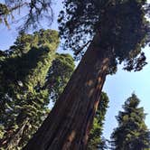 Review photo of Dorst Creek Campground — Sequoia National Park - TEMPORARILY CLOSED by Leslie M., July 15, 2018