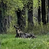 Review photo of Gros Ventre Campground — Grand Teton National Park by Danielle and Kamal L., June 12, 2022