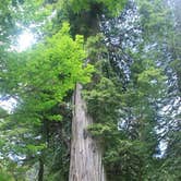 Review photo of Elk Prairie Campground — Prairie Creek Redwoods State Park by Ally S., July 26, 2016