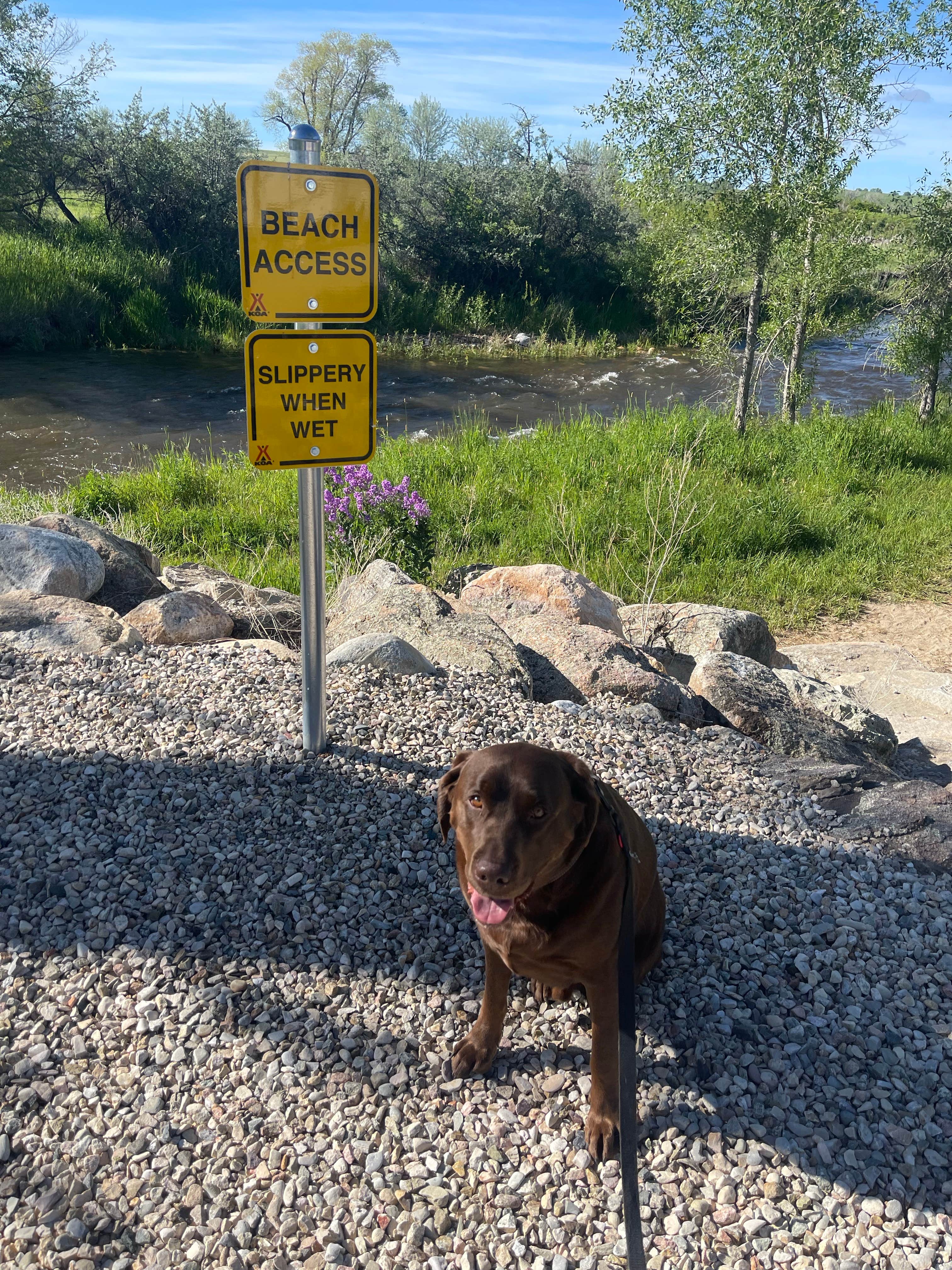 Daniel C.'s photo of camping with pets at Buffalo KOA near Sheridan, WY