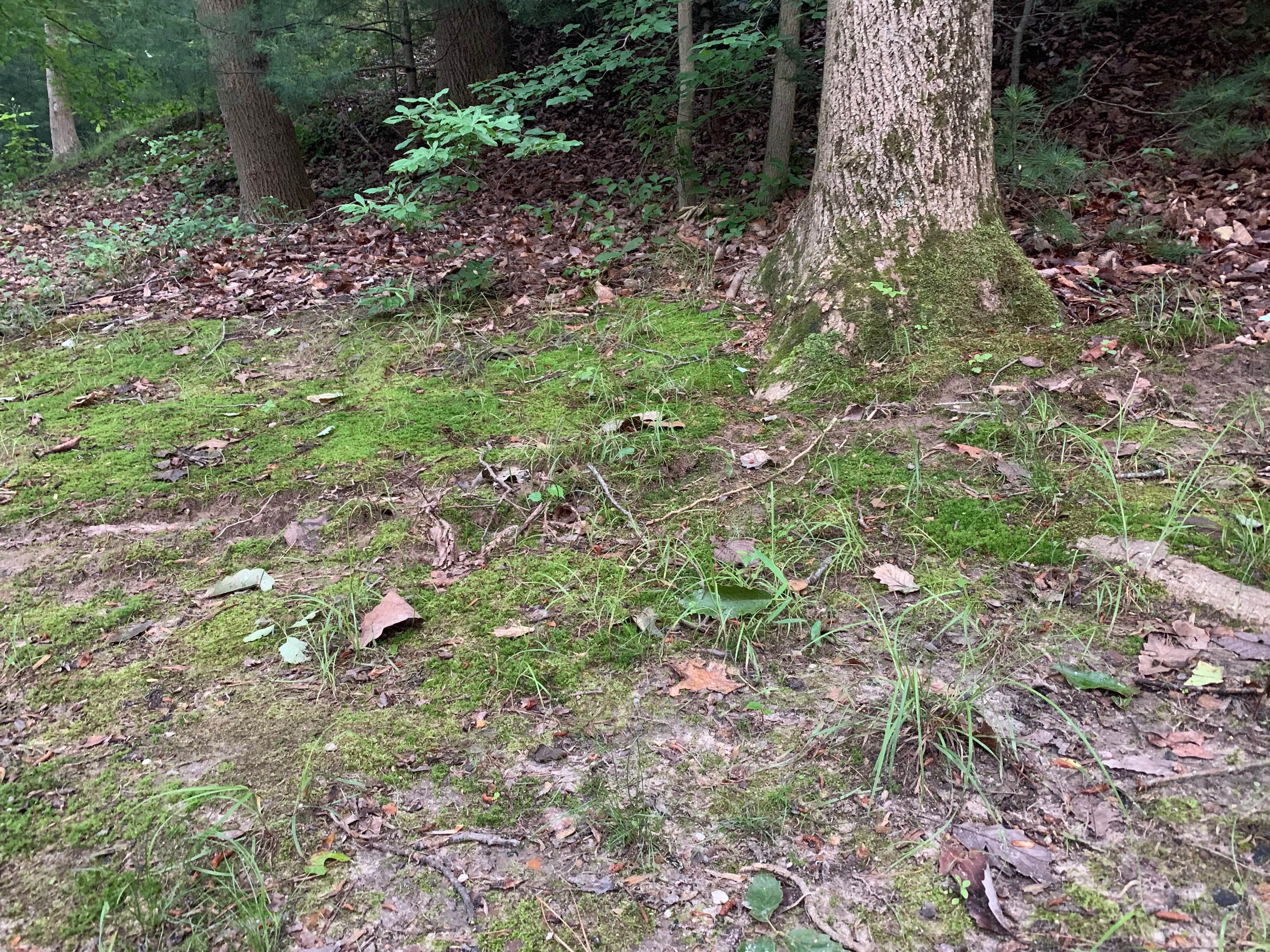 Camper-submitted photo at Washington DC / Capitol KOA near Chevy Chase, MD