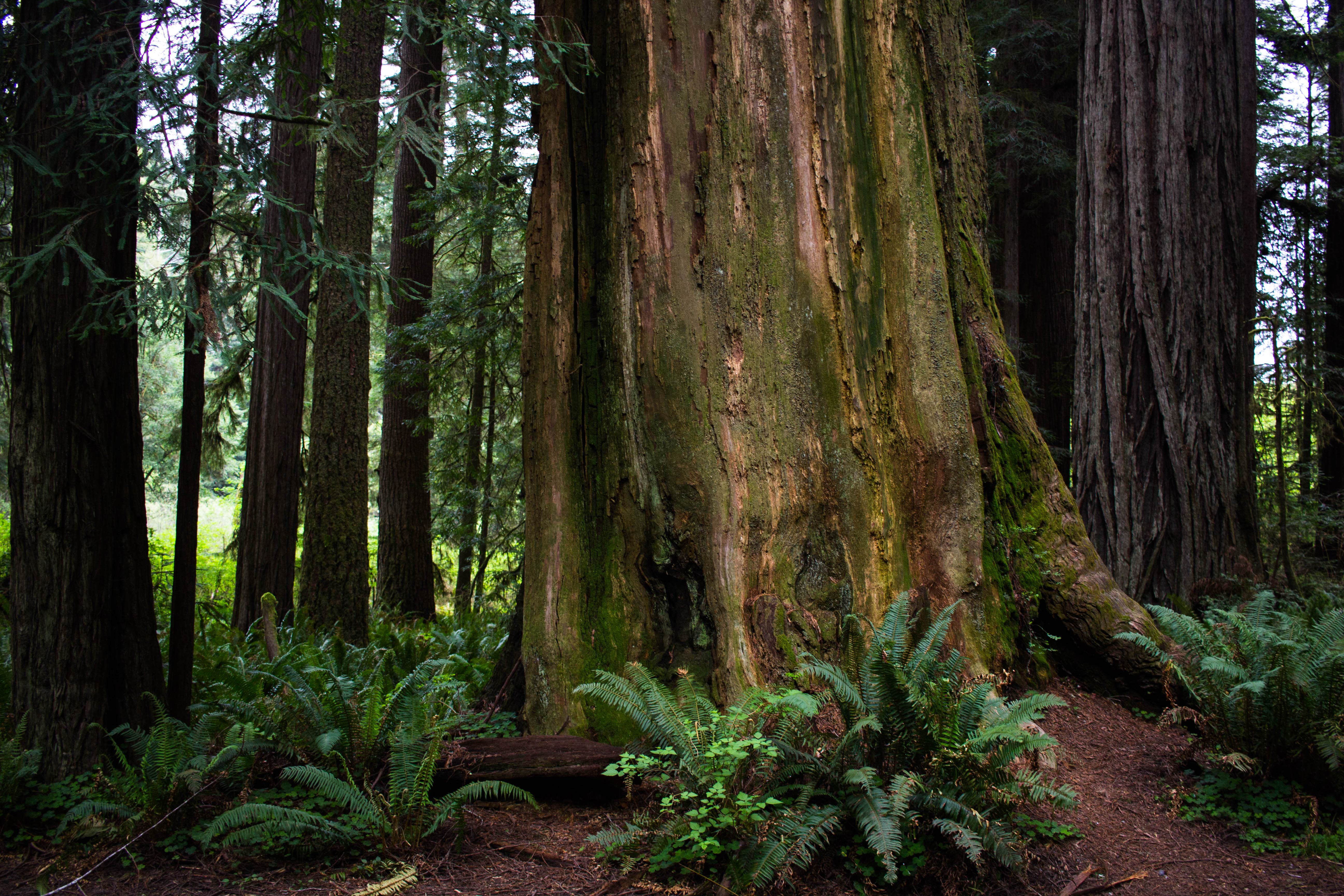 Flint Ridge Redwood National and State Park The Dyrt