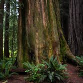 Review photo of Flint Ridge - Redwood National and State Park by Apryl E., July 15, 2018